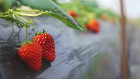 草莓大棚种植采摘视频素材8k视频素材模板下载