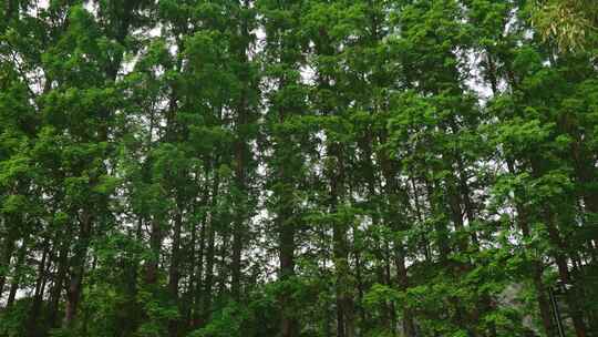 空镜/绿色植物/树/阳光穿过树叶缝隙/树林