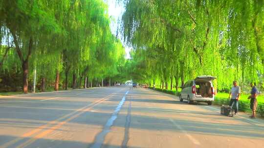 乡村道路绿化