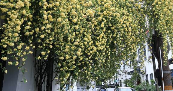 春天江南小巷黄木香爬满墙头形成鲜花瀑布