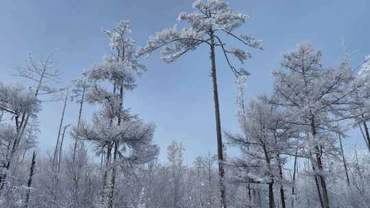 大兴安岭林海雪原雪林