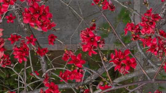 航拍木棉花特写