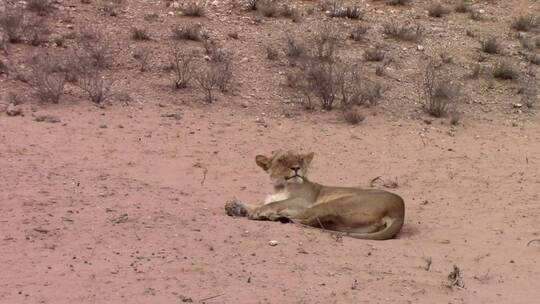 非洲母狮在干旱沙漠上休息