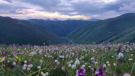 四川阿坝黑水县雅克夏雪山夏日盛开的花海