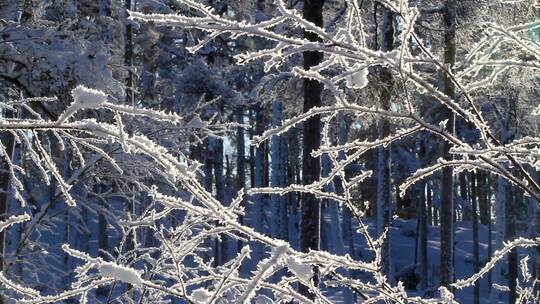 大兴安岭林海雪原雪枝