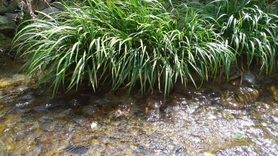 清澈水流和水草