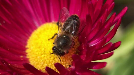 （微距）蜜蜂采蜜特写合集