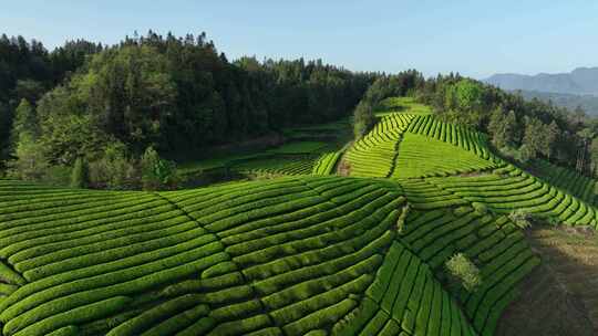 航拍山区云雾缭绕的生态有机茶园