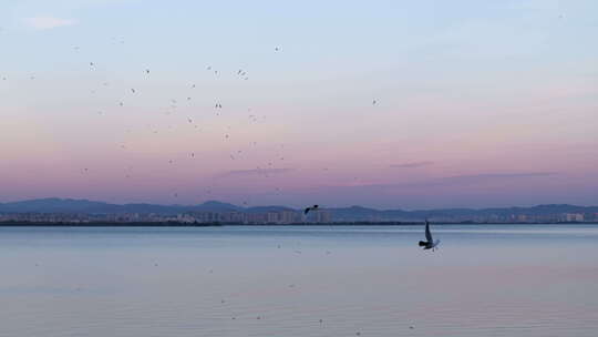夕阳余晖昆明滇池漫天飞翔的海鸥