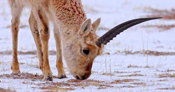 高清实拍野生动物藏羚羊