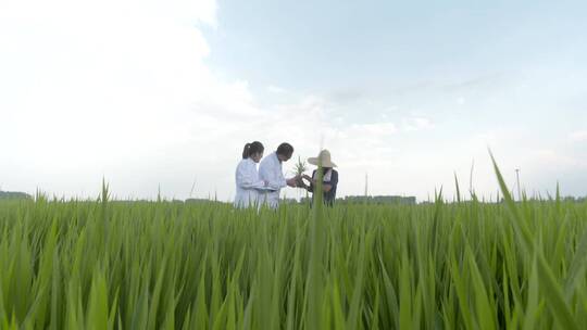 人像农民水稻研究科研人员行走在田野科研