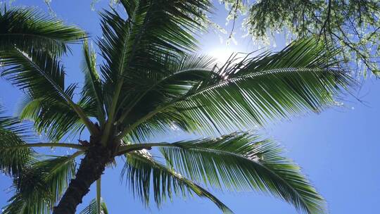 4K阳光下的棕榈树叶