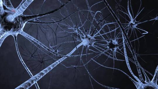 神经 人体 神经系统 毛细血管 医学