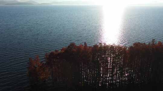 湖泊红树林海鸥湖畔