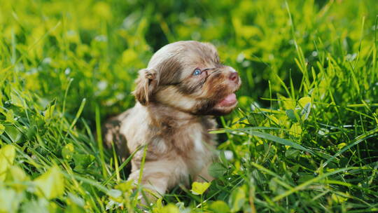 草丛中玩耍的小狗
