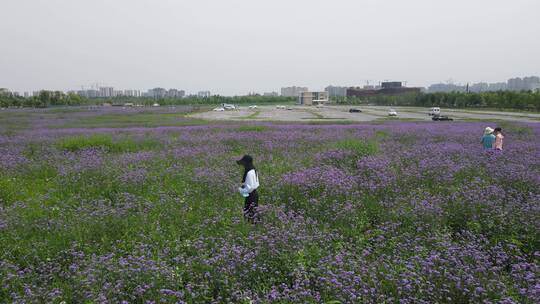 上海之鱼花海4K航拍原素材