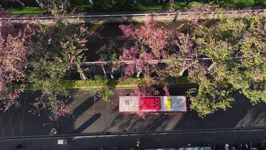 中国广东省广州市荔湾区坦尾美丽异木棉