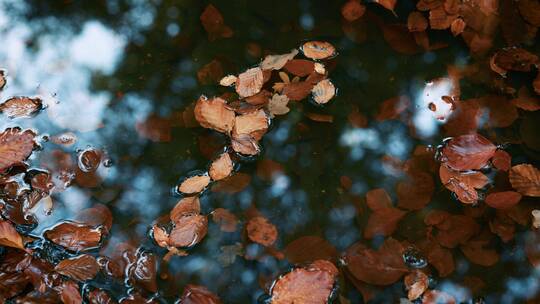 秋叶落水