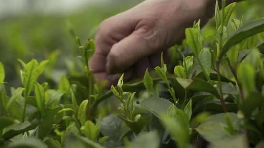 茶叶采茶手工炒茶泡茶茶道文化喝茶