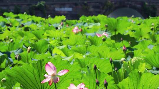 浙江杭州西湖荷花合集