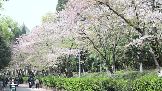 武汉大学樱花树