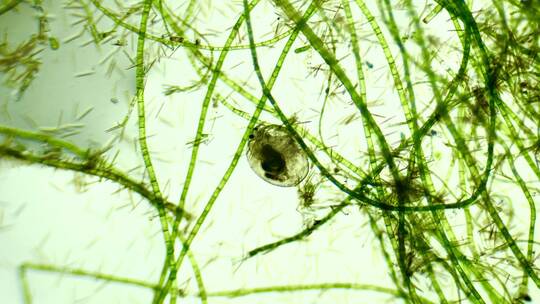 显微镜下的水蚤2