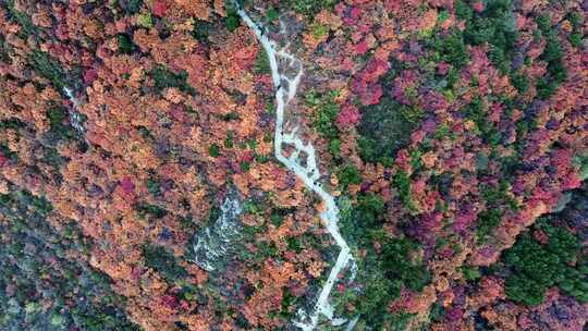 秋日红叶森林航拍满山红叶