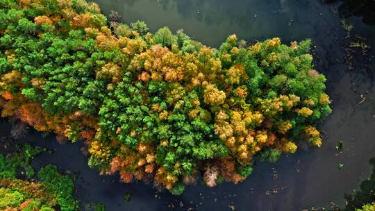 鸟瞰秋天的森林和河流