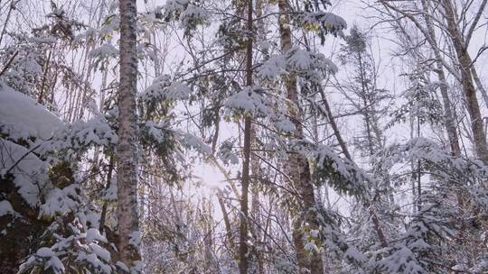 伊春5A景点汤旺河林海奇石景区冬天雪松