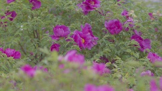 临夏牡丹花开