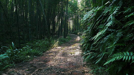 蜀南竹海竹林风景