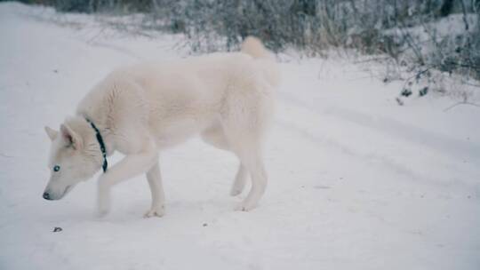 潜伏在雪地里的白色哈士奇