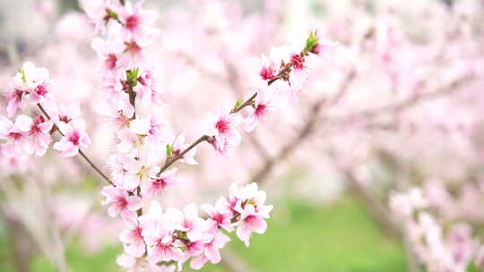 桃花盛开桃花源视频素材模板下载