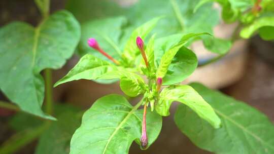 牵牛花 喇叭花 大牵牛 旋花科 紫色的