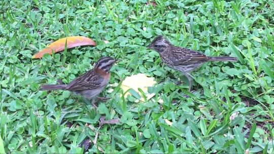 两只小鸟在草地上吃食玩耍