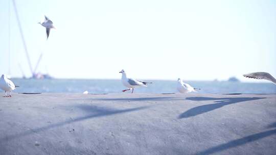 海鸥 海边 海平线 群鸟 大海