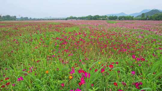 杭州湘湖三期格桑花花海航拍