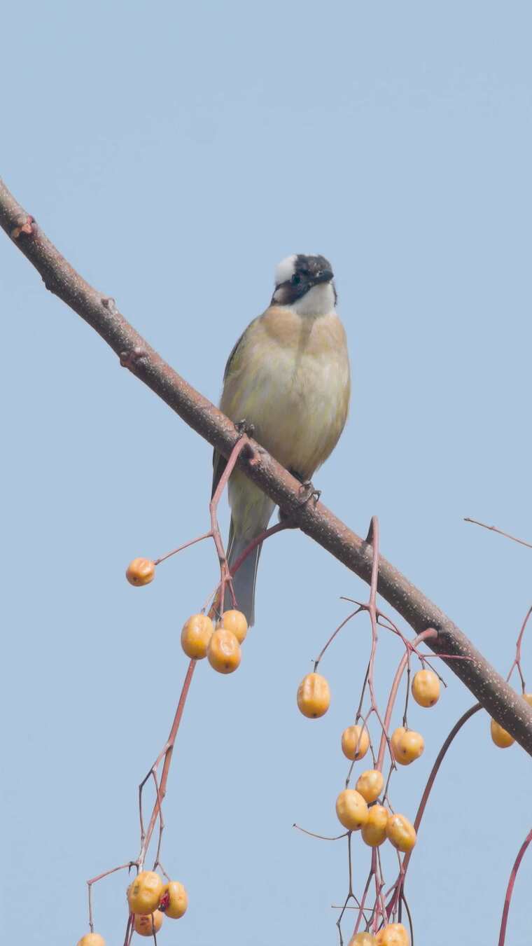 蓝天映衬苦楝树白头鹎