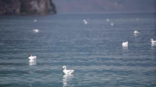 4k航拍泸沽湖海鸥