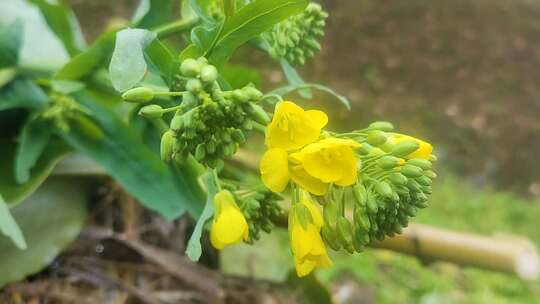 菜花小黄花寒风中摇曳