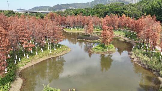 红花岭公园落羽杉 龙岗人民革命烈士纪念碑