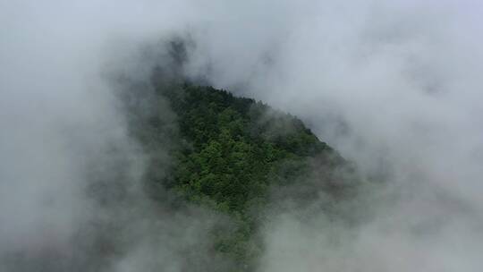 湖北神农架神农顶云雾缭绕自然风光