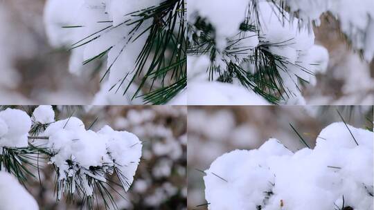 积雪冬天松树雪景下雪寒冷自然写意空镜实拍