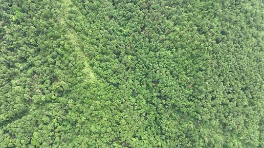 山林航拍森林山峰树林原始森林生态自然环境