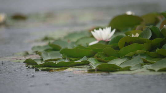 雨中水莲 莲花 睡莲 水莲