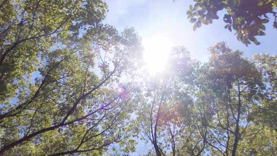 夏天阳光穿过树林树叶子自然风景视频素材