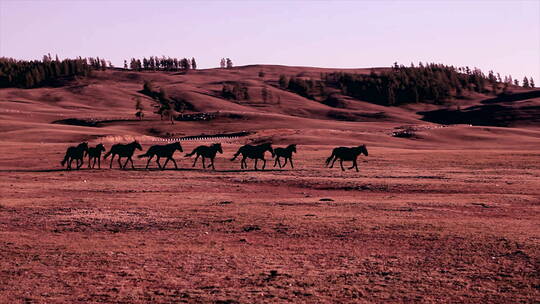 新疆夏日 砾石平原上奔跑的几匹马 中景