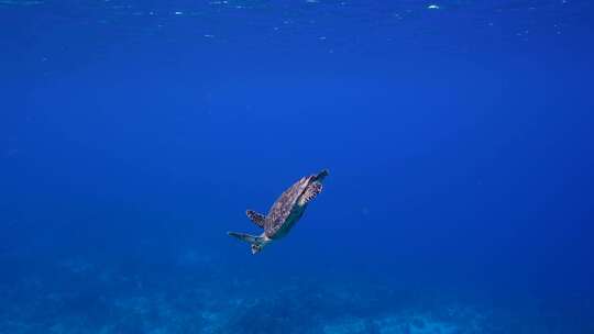 海龟，鹰嘴，濒危，海洋生物