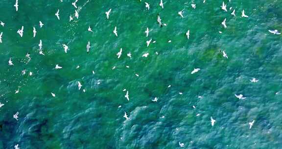 【合集】候鸟 海鸥 白鹭丹顶鹤生态湿地