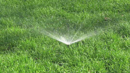 绿色草坪洒水喷水灌溉草坪养护
